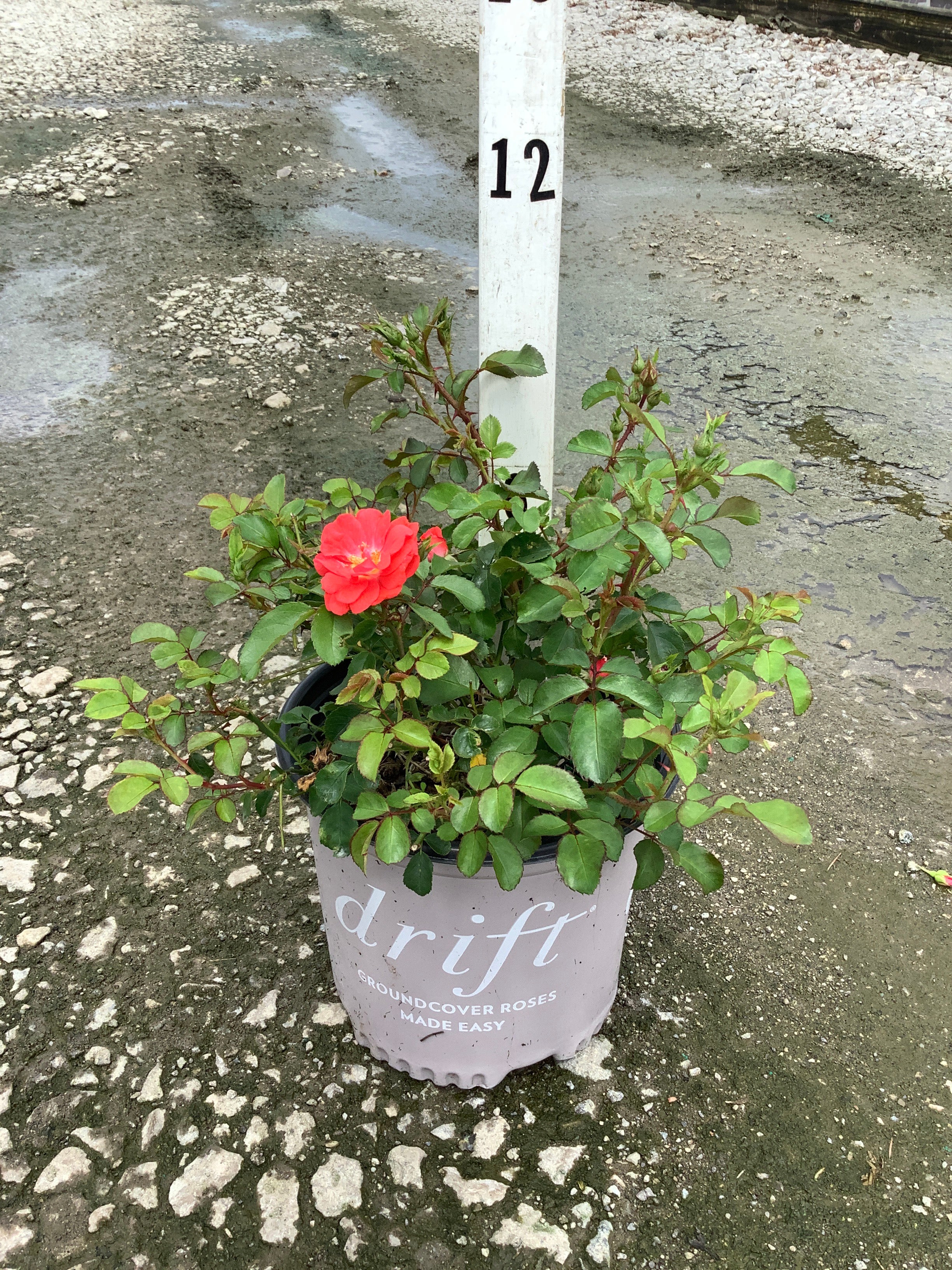 Rosa 'Drift Meidrifora'