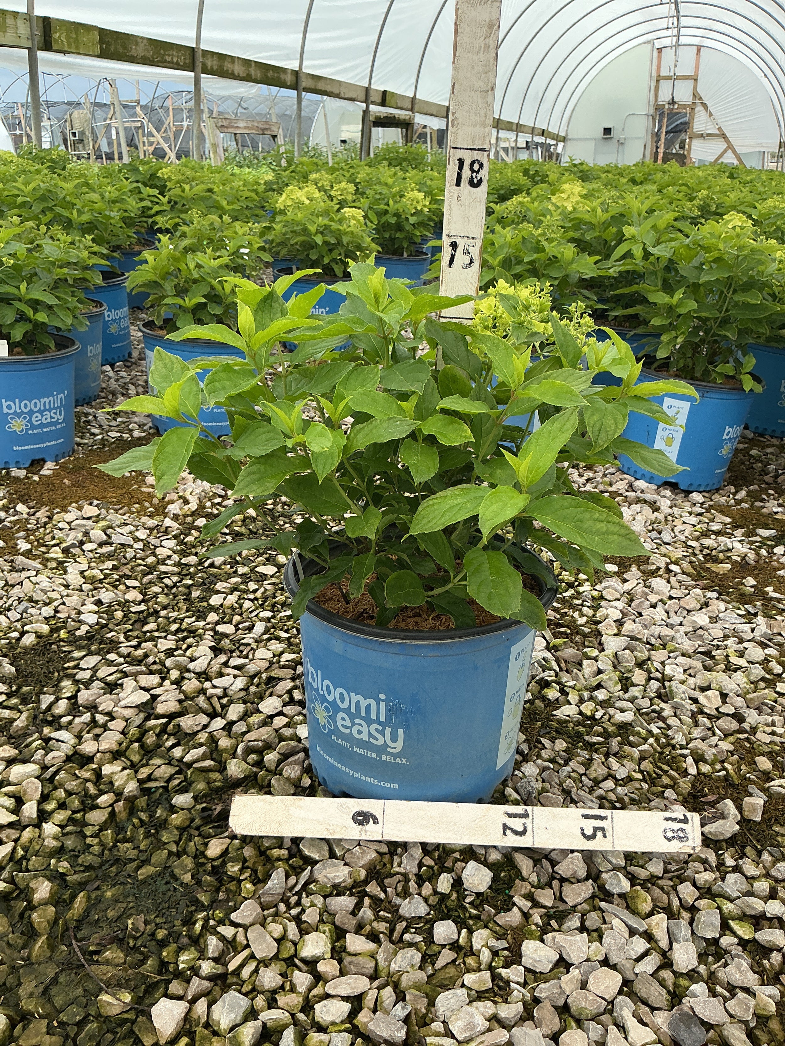Hydrangea paniculata Bubble Bath™ ‘HYLV19557‘