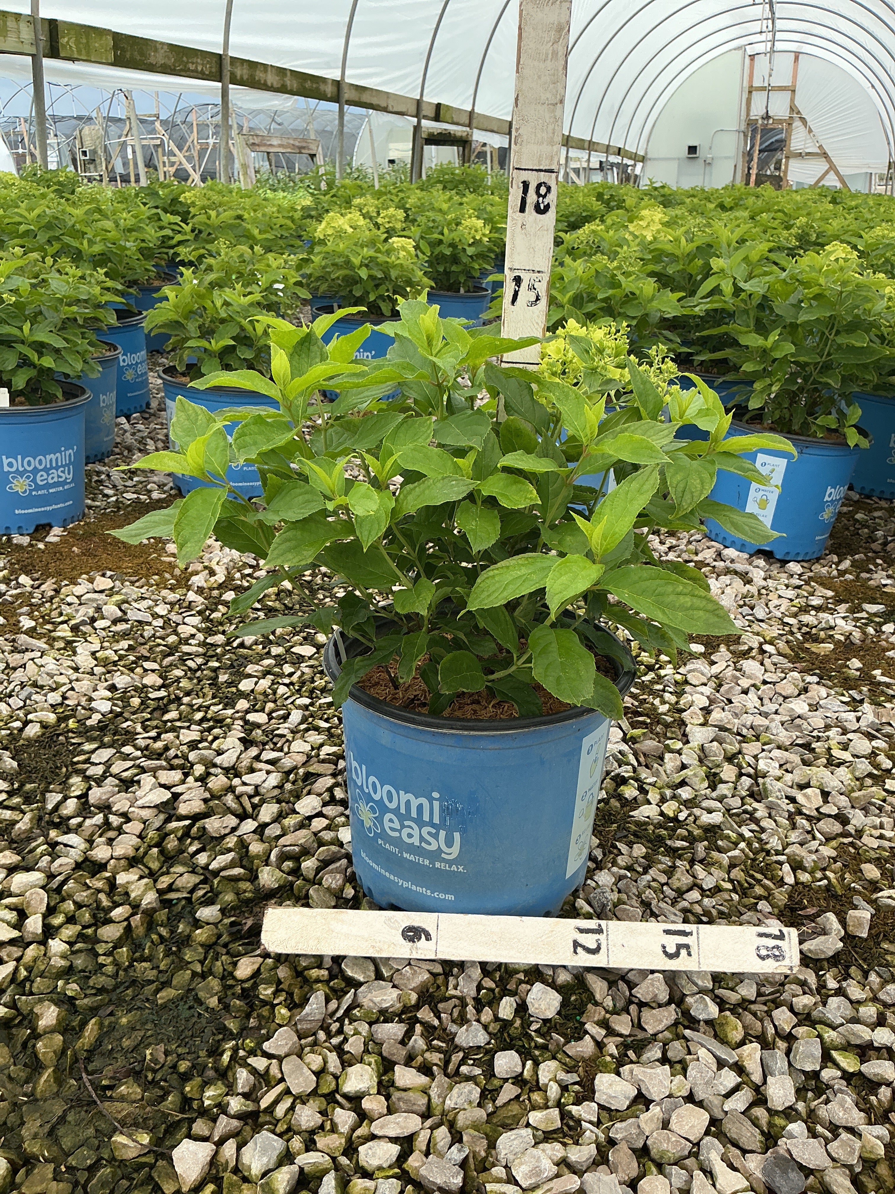 Hydrangea paniculata Bubble Bath™ ‘HYLV19557‘