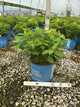Hydrangea paniculata Bubble Bath™ ‘HYLV19557‘