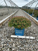 Spiraea JAP 'Rainbow Fizz'