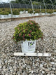 Spiraea japonica 'Yan'