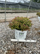 Spiraea JAP 'Dbl Play Dolly'