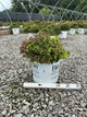Spiraea japonica 'Yan'