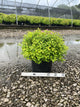 Spiraea japonica 'Goldmound'