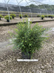 Spiraea x vanhouttei 'Renaissance'