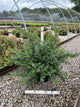 Spiraea nipponica 'Snowmound'