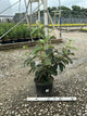 Viburnum rhytidophyllum 'Alleghany'