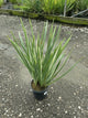 Iris ensata 'Variegata'