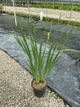 Iris siberica 'Caesar's Brother'