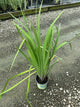 Iris versicolor 'Purple Flame'