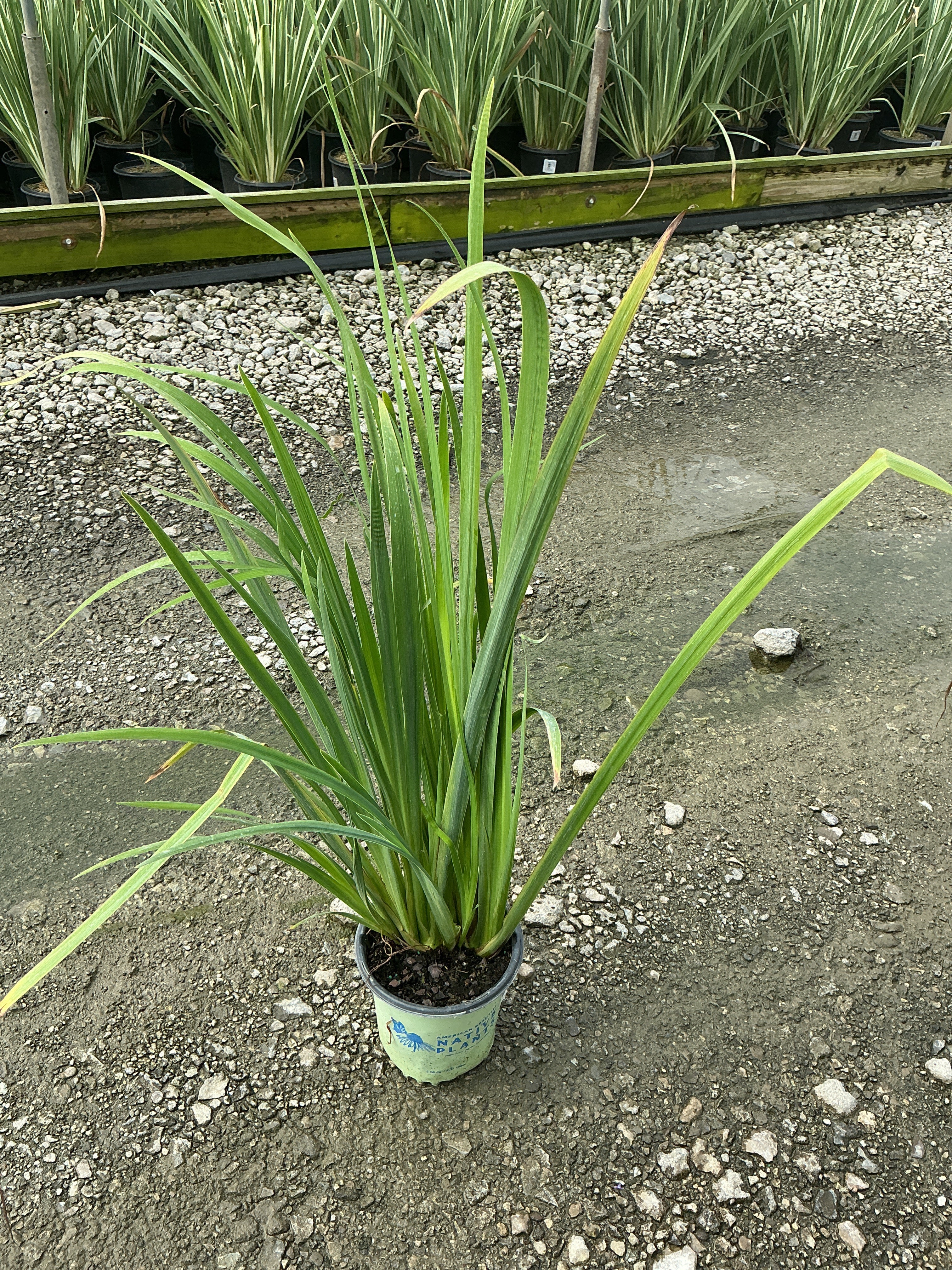 Iris versicolor