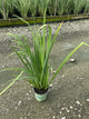 Iris versicolor