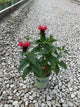 Monarda jacob 'Cline'