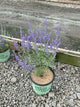 Perovskia atriplicifolia 'Blue Jean Baby'