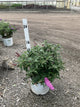 Buddleia 'Pugster Pinker'