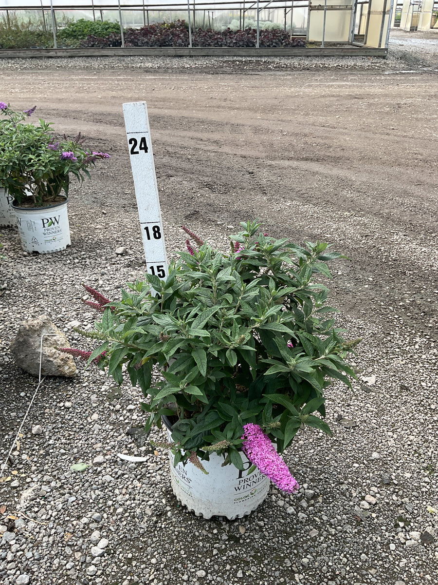 Buddleia 'Pugster Pinker'