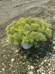 Sedum pure 'Joy'