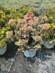 Sedum coraljade