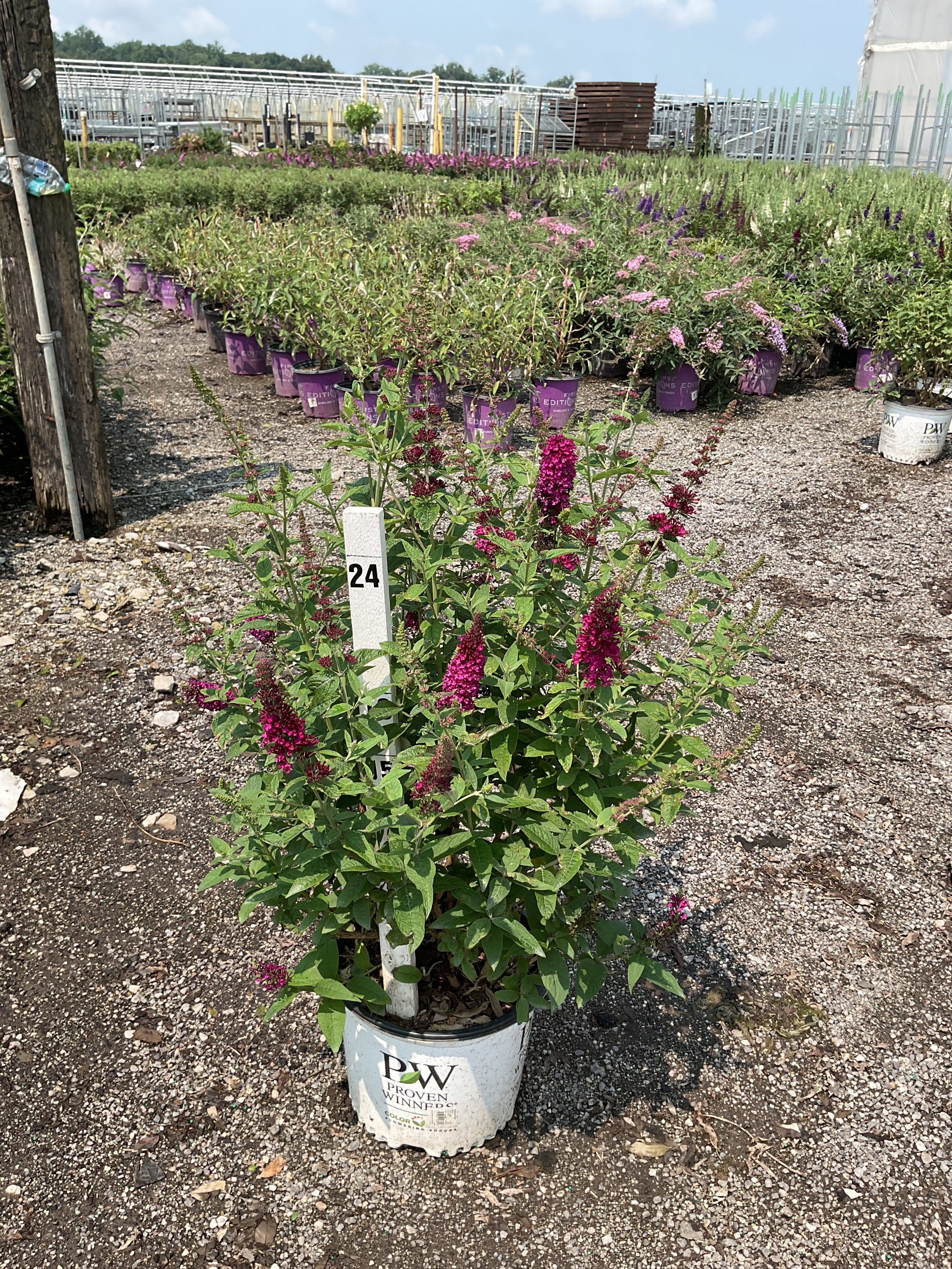 Buddleia x 'Miss Molly'