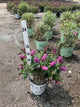 Buddleia 'Pugster Pinker'
