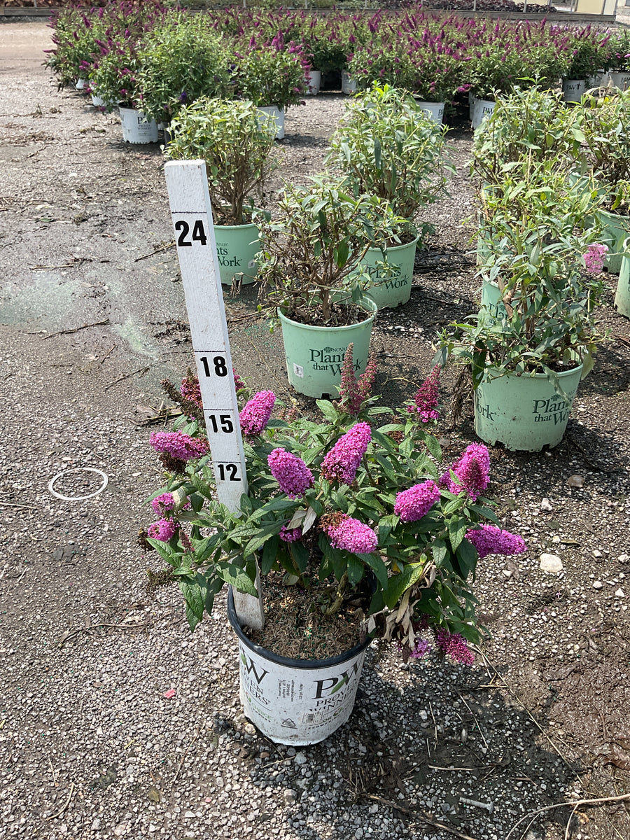 Buddleia 'Pugster Pinker'