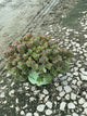 Sedum sedum 'Lime Zinger'