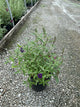 Buddleia davidii BUZZ series ‘Sky Blue’, ‘Hot Raspberry’, “ivory’