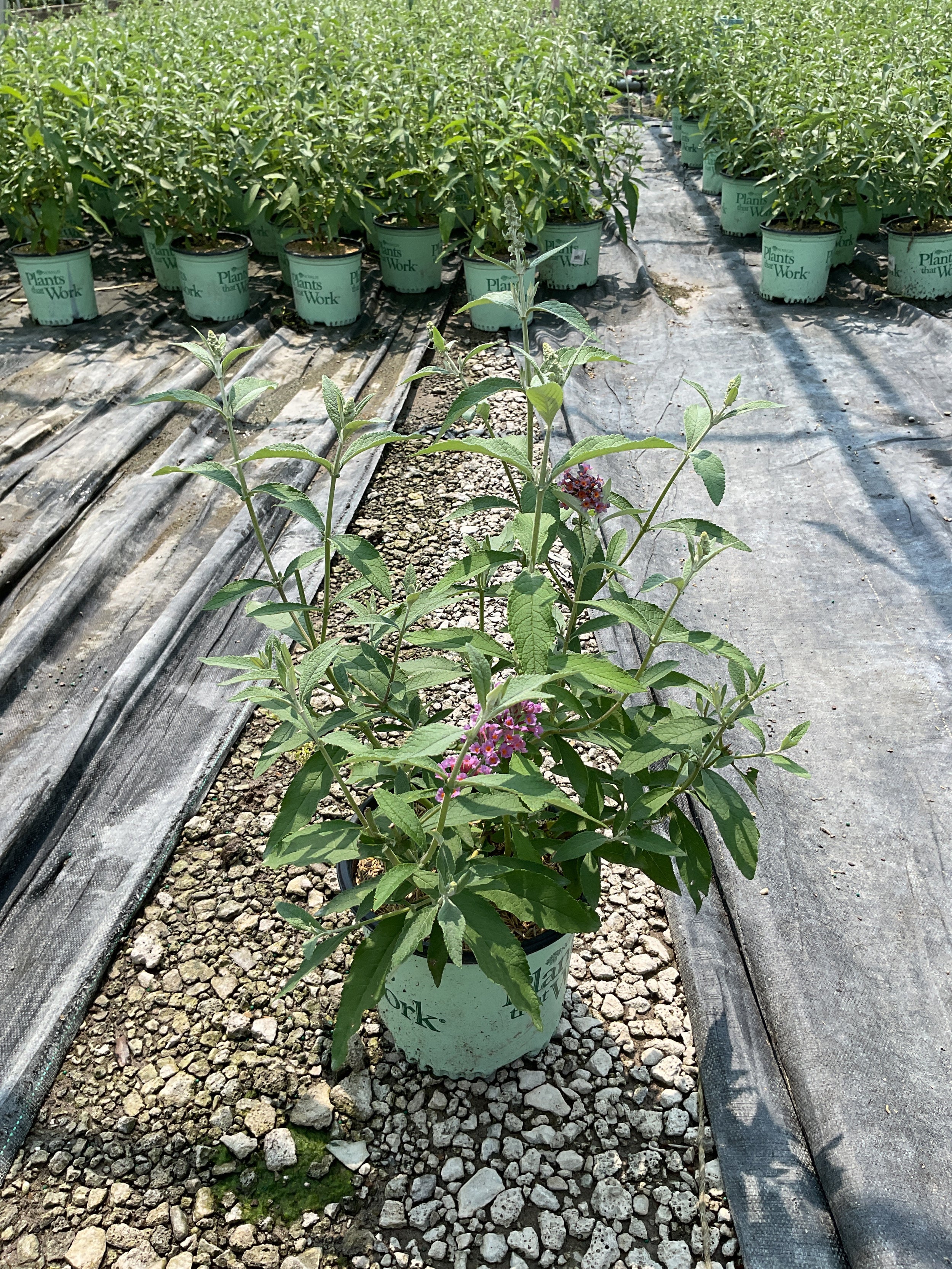 Buddleia x weyeriana 'Bicolor'