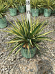 Yucca filamentosa 'Color Guard'
