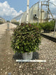 Weigela florida 'Vinho Verde'