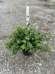 Euonymus fortunei 'Moonshadow'