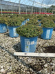 Spiraea poprocks 'Petite'