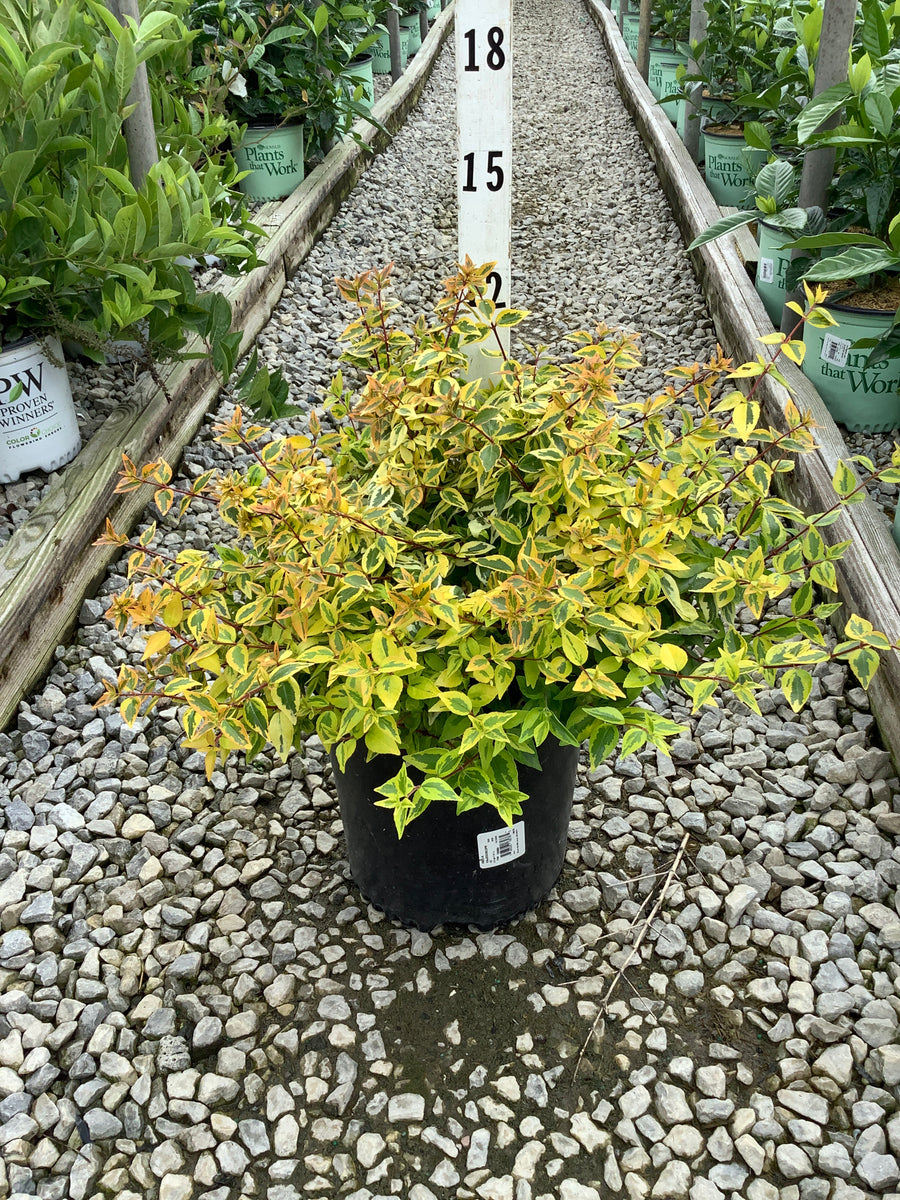 Abelia kaleidoscope â€” G2 12