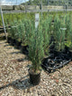 Juniperus scopulorum 'Skyrocket'