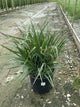 Panicum virgatum ‘Dream Catcher Smoky Rose’