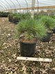 Pinus strobus 'Blue Shag'