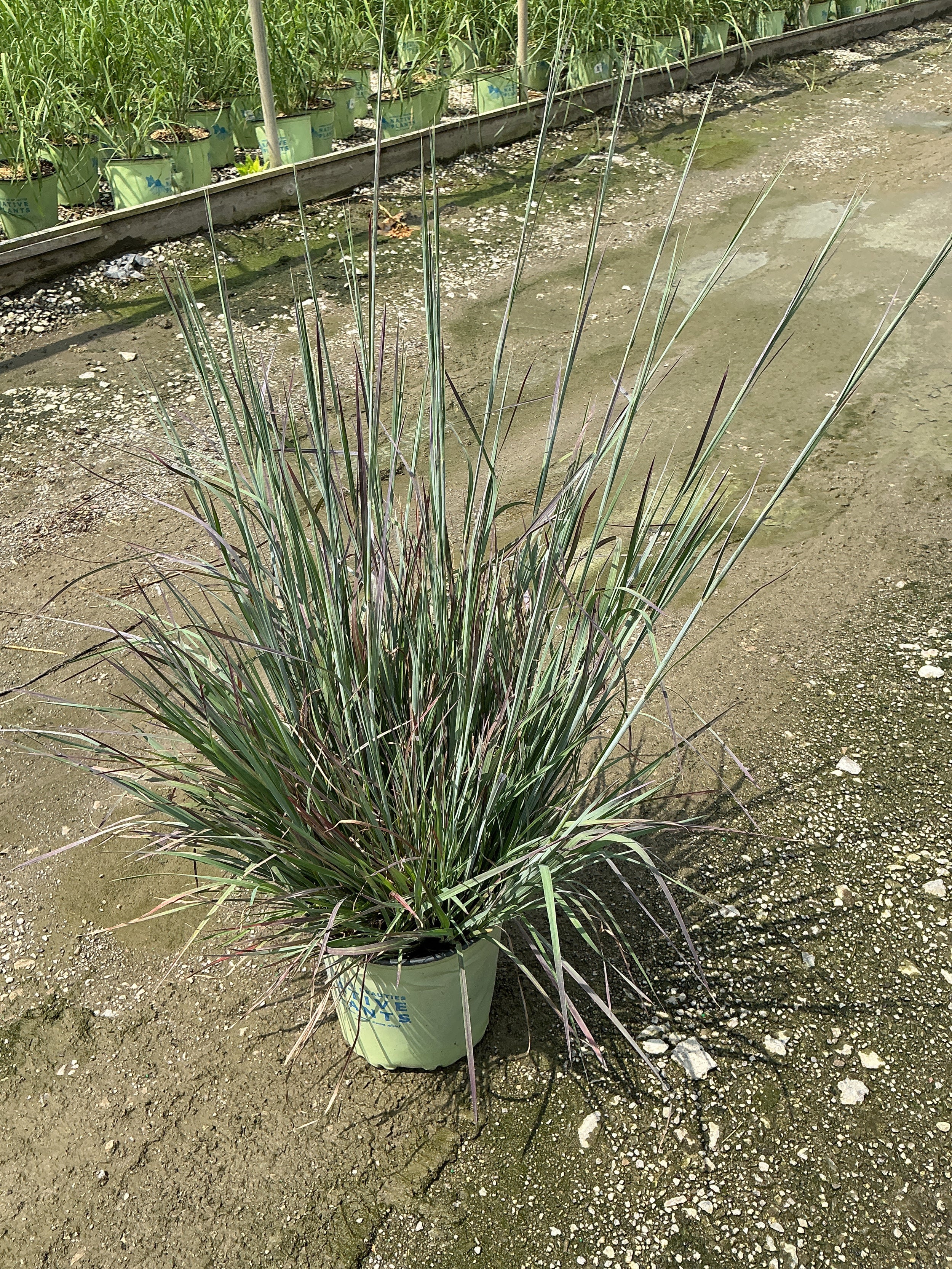 Schizachyrium scoparium 'Prairie Blues'