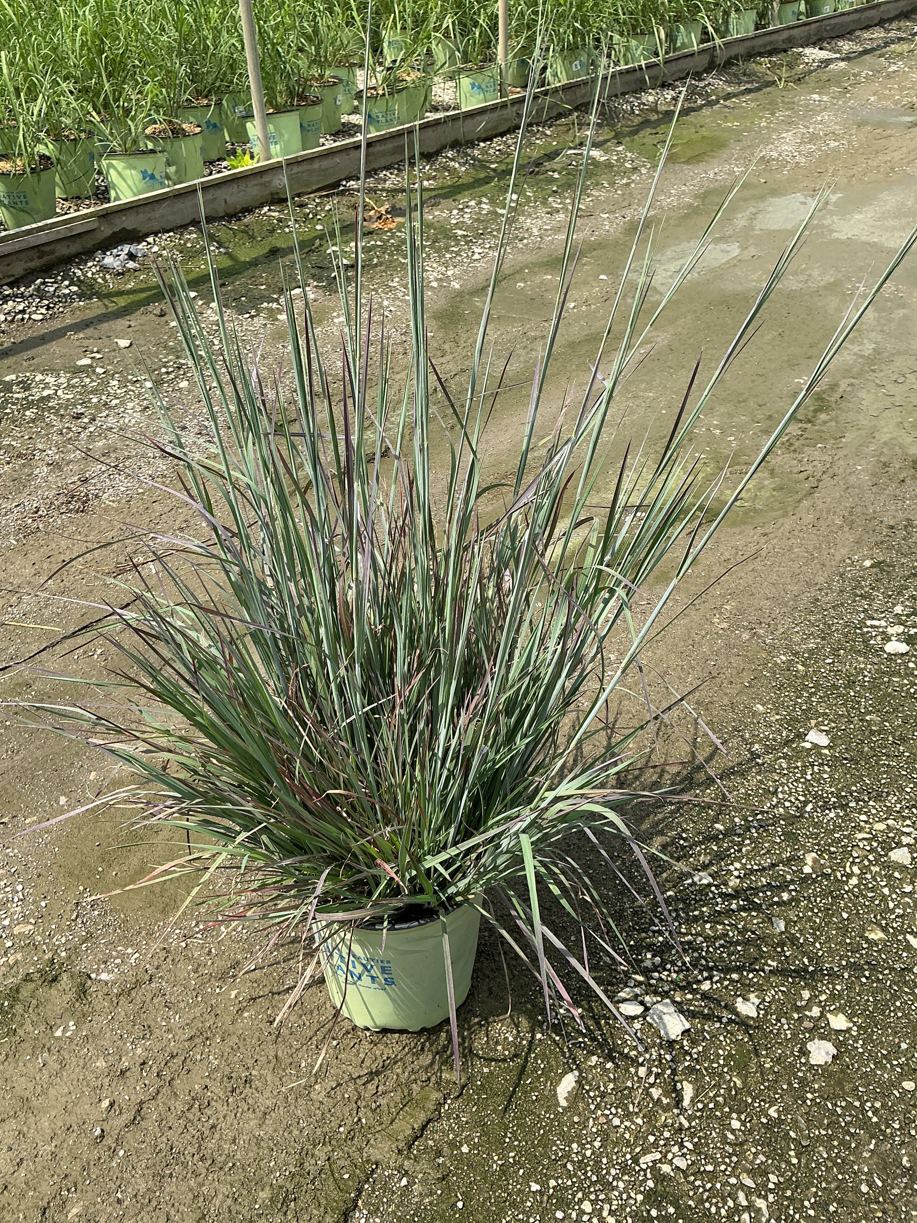 Schizachyrium scoparium 'Prairie Blues'
