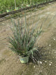 Schizachyrium scoparium 'Prairie Blues'