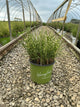 Miscanthus 'M. S. Bandwidth'