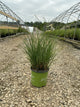 Miscanthus 'M. S. Scout'