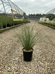 Miscanthus sinensis 'Gracillimus'