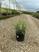 Miscanthus sinensis 'Rigoletto'