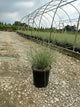 Miscanthus sinensis 'Morning Light'
