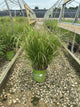 Pennisetum 'Pe. Al. Cayenne'