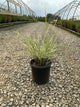 Miscanthus sinensis 'Variegata'