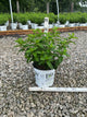 Hydrangea paniculata 'Bobo'