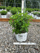 Hydrangea paniculata 'Bobo'