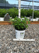 Hydrangea pan ‘Little Quick Fire'